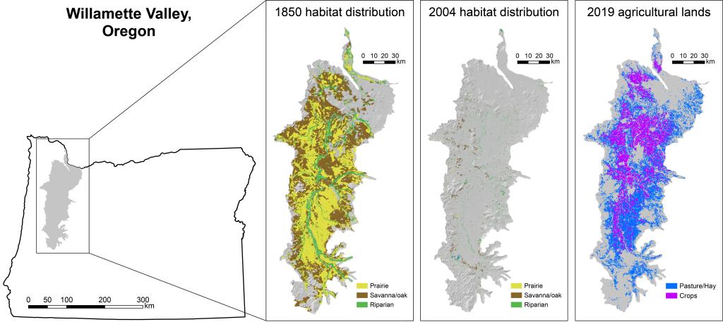 Historically, native prairies dominated the landscape across the Willamette Valley. Today, the vast majority of prairie habitat has been converted to agricultural lands. Data sources: Oregon Natural Heritage Information Center and the National Land Cover Database.