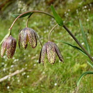 Fritillaria affinis