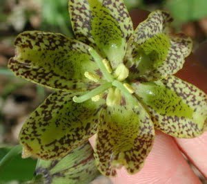 Fritillaria affinis