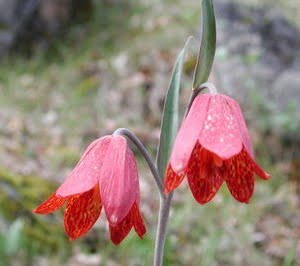 Fritillaria gentneri