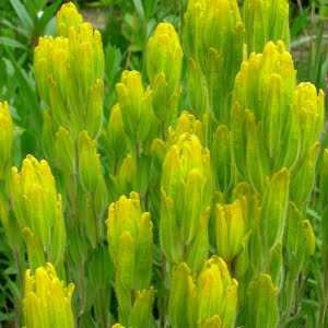 Golden paintbrush