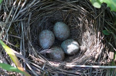 grassland bird nest and eggs