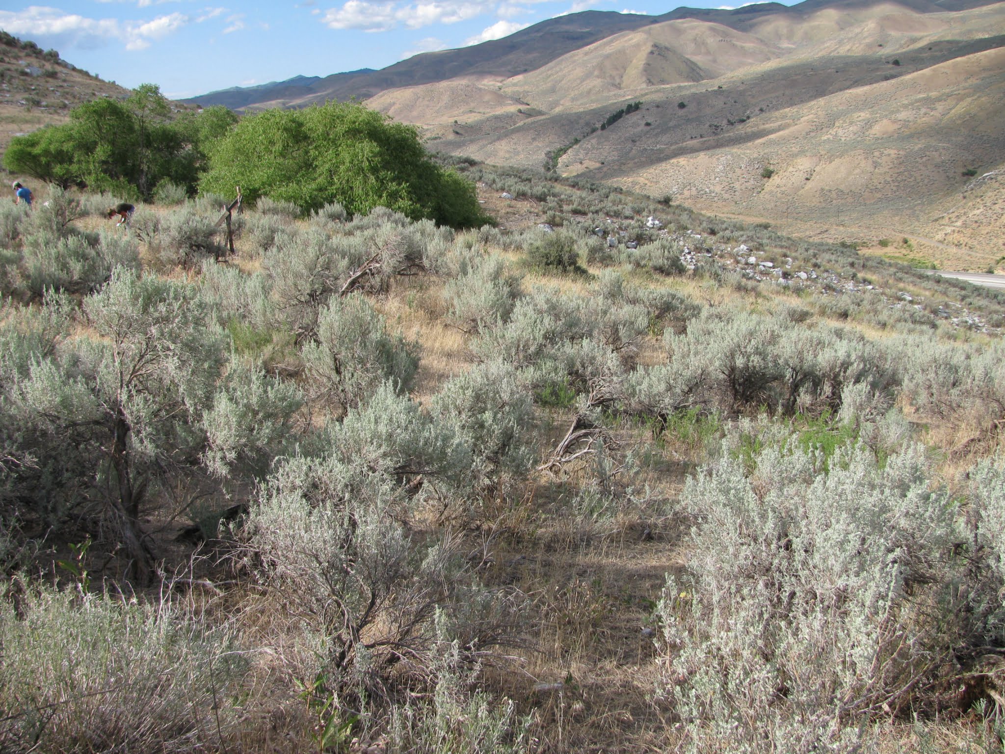 five-things-you-didn-t-know-about-sagebrush-institute-for-applied-ecology