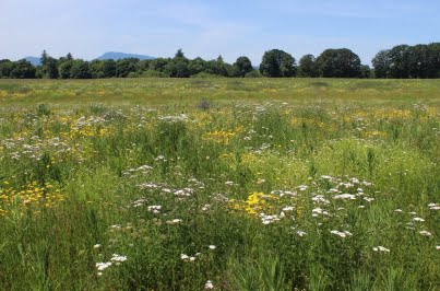 Herbert Farm prairie