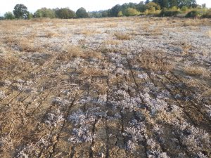 Seed is dropped into small furrows created by the no-till drill