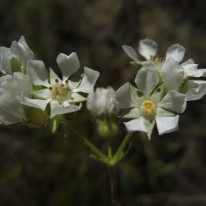 Shaggy horkelia (Horkelia congesta)