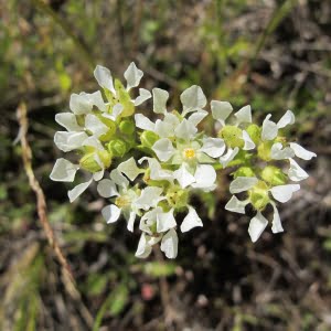 Shaggy horkelia (Horkelia congesta)