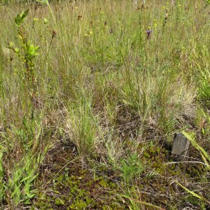 Shaggy horkelia (Horkelia congesta)