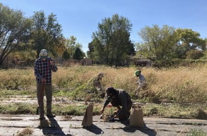 seed harvest