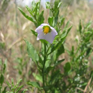 Solanum parishiae