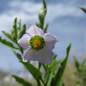 Solanum parishiae