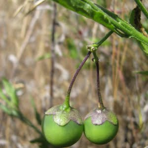 Solanum parishiae