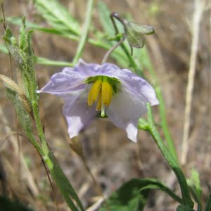 Solanum parishiae