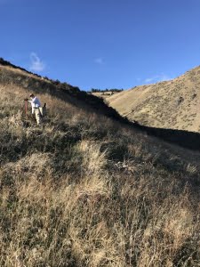 BLM Fire Botanist, Roger Ferriel, planting along a slope on a beautiful sunny day