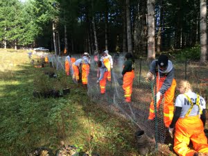 AmeriCorps Silver 5 crew planting trees at Old Peak Prairie