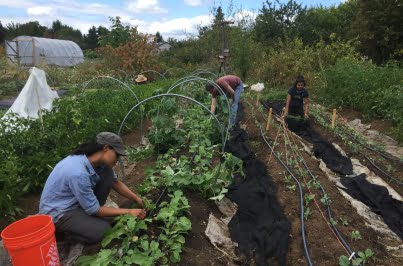 Gardening at Black Future Farm