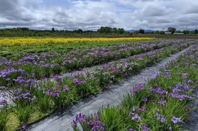 iris tenax fields in bloom