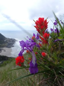 Oregon iris (Iris tenax) and Oregon Coast paintbrush (Castilleja litoralis) at Cape Perpetua.