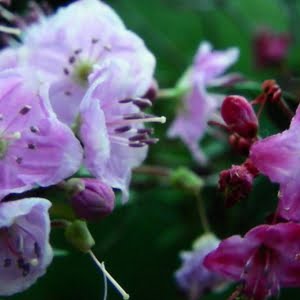 Kalmiopsis fragrans (left) and K. leachiana (right)