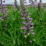 Kincaid's lupine is the preferred host plant for Fender's blue butterfly