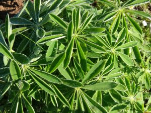 A remnant population of Kincaid's lupine is at Witham-Gellatly