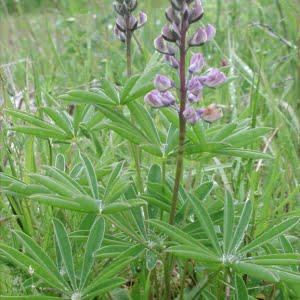 Kincaid's lupine (Lupinus oreganus)