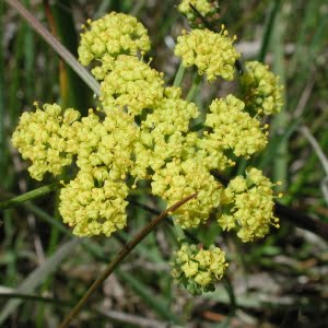 Bradshaw's lomatium (Lomatium bradshawii)