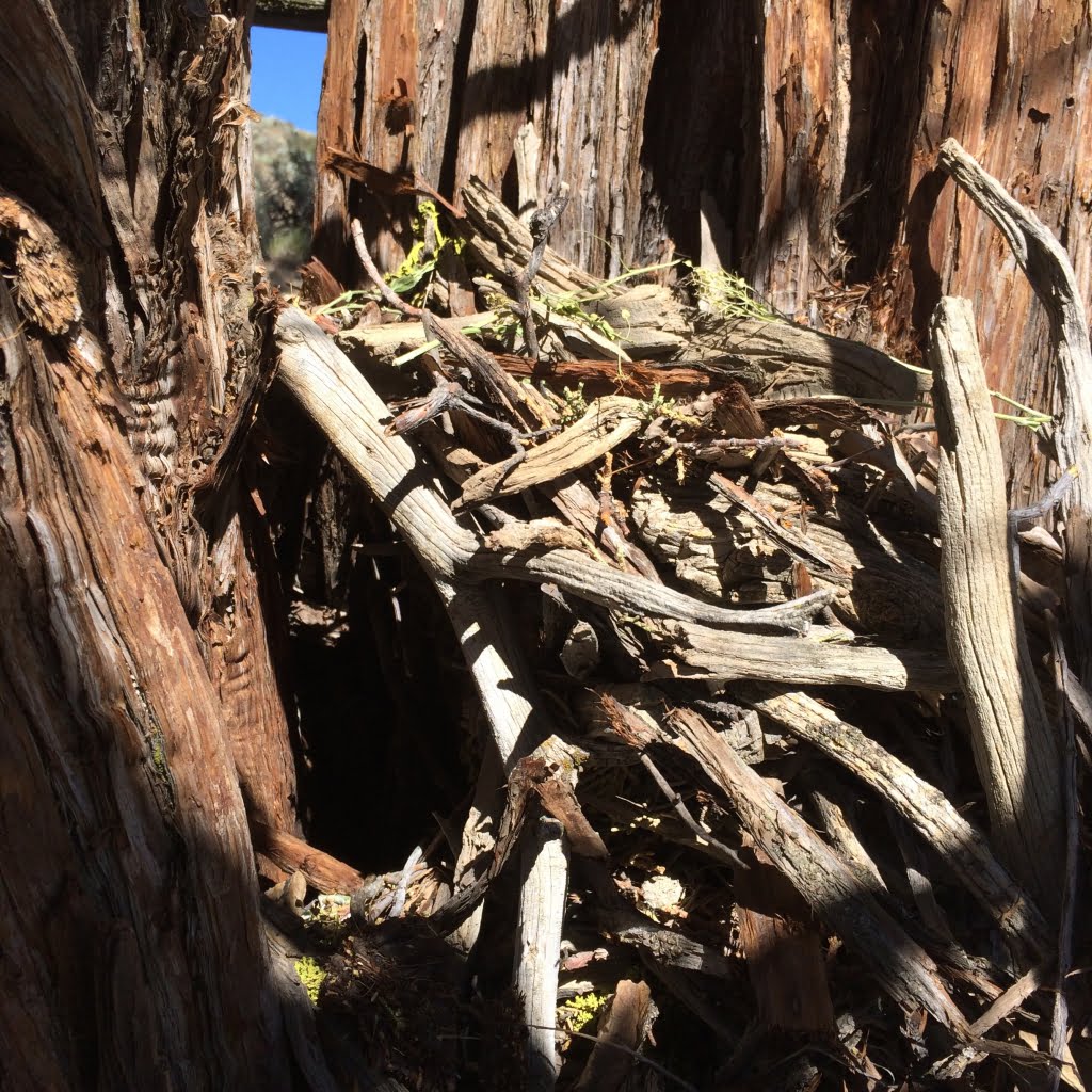 A packrat nest built into a juniper tree at one of our monitoring plots.