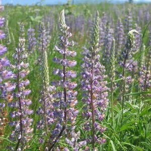 Kincaid's Lupine at Lupine Meadows