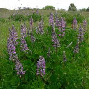 Kincaid's Lupine at Lupine Meadows