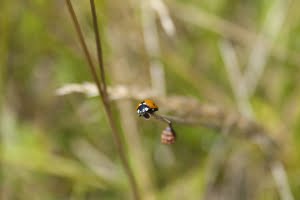 Lady Bug Photo