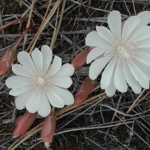 Lewisia rediviva Catherine Creek