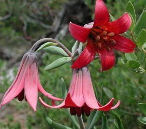 Lilium bolanderi