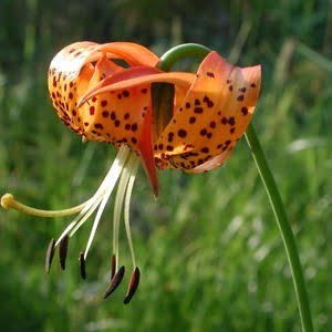 Lilium pardilinum