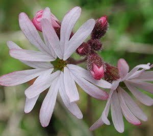 Lithophragma parviflora