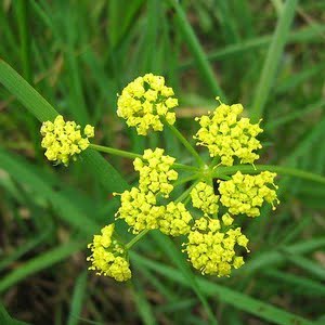 Lomatium bradshawii