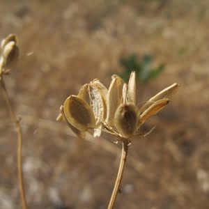 Cook's lomatium (Lomatium cookii)