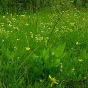 Lomatium nudicaule at Lupine Meadows