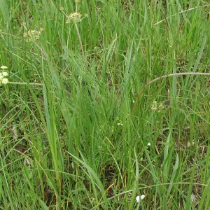 Bradshaw's lomatium (Lomatium bradshawii)