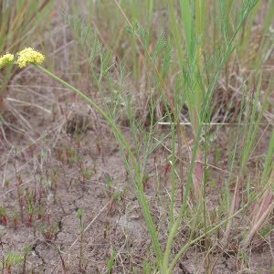 Cook's lomatium (Lomatium cookii)