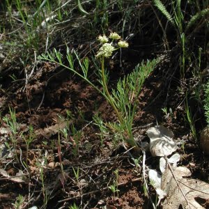 Cook's lomatium (Lomatium cookii)