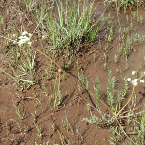 Cook's lomatium (Lomatium cookii)