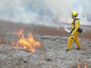 A Philomath Fire & Rescue fire-fighter lighting thatch with a drip torch