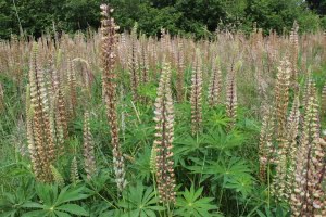 Lupinus polyphyllus Tyee