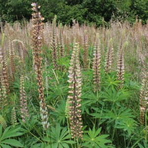 Lupinus polyphyllus Tyee