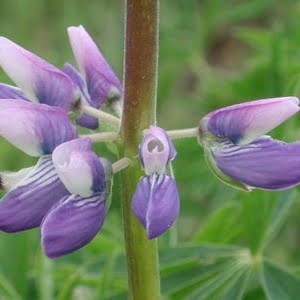 Lupinus rivularis Balboa Eugene