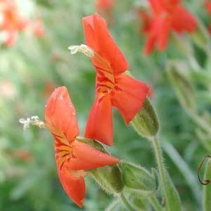 Mimulus cardinalis