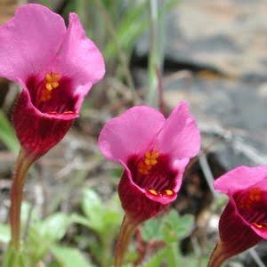 Mimulus douglasii Pickett