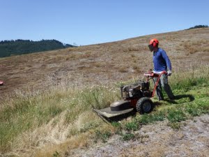 Andy Neill, IAE's restoration technician, mowing a grassy gully