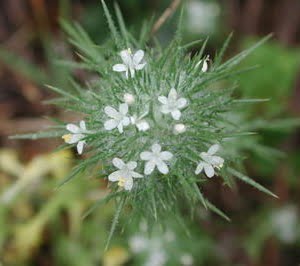 Navarretia intertexta